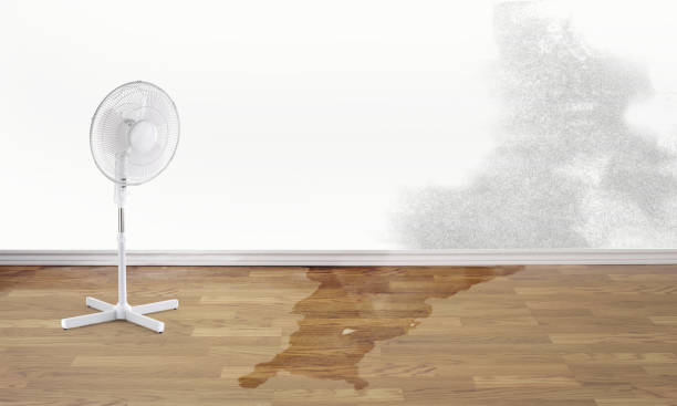 Best Flood damage cleanup  in Coal City, IL